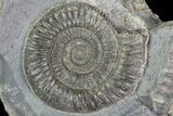 Dactylioceras Ammonite Fossil - England #84910-1